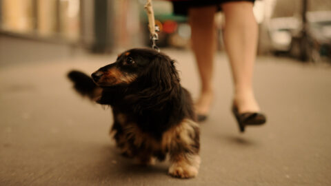 Campagne brand content food